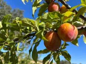 Flavor Grenade Pluot