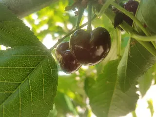 Noir de Chavannes Cherry