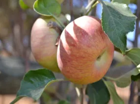 Northern Spy Apple Tree