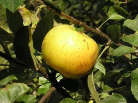 Ozark Gold Apple